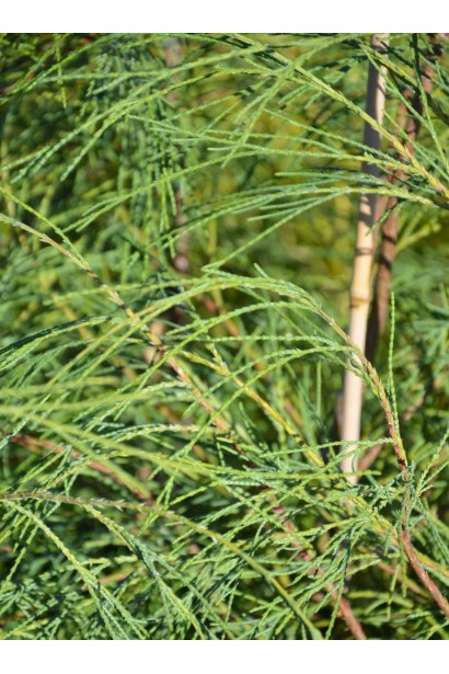 Chamaecyparis lawsoniana Drooping Solo